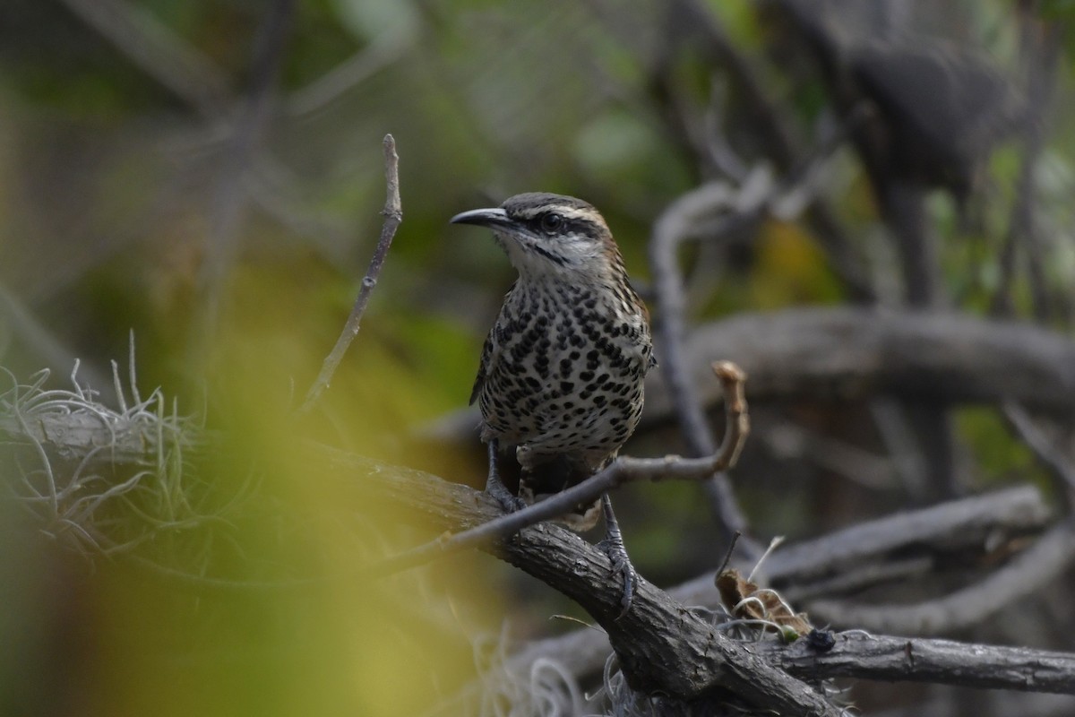 Boucard's Wren - ML646276346