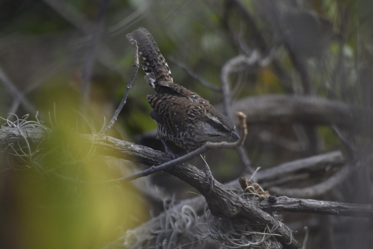 Boucard's Wren - ML646276347