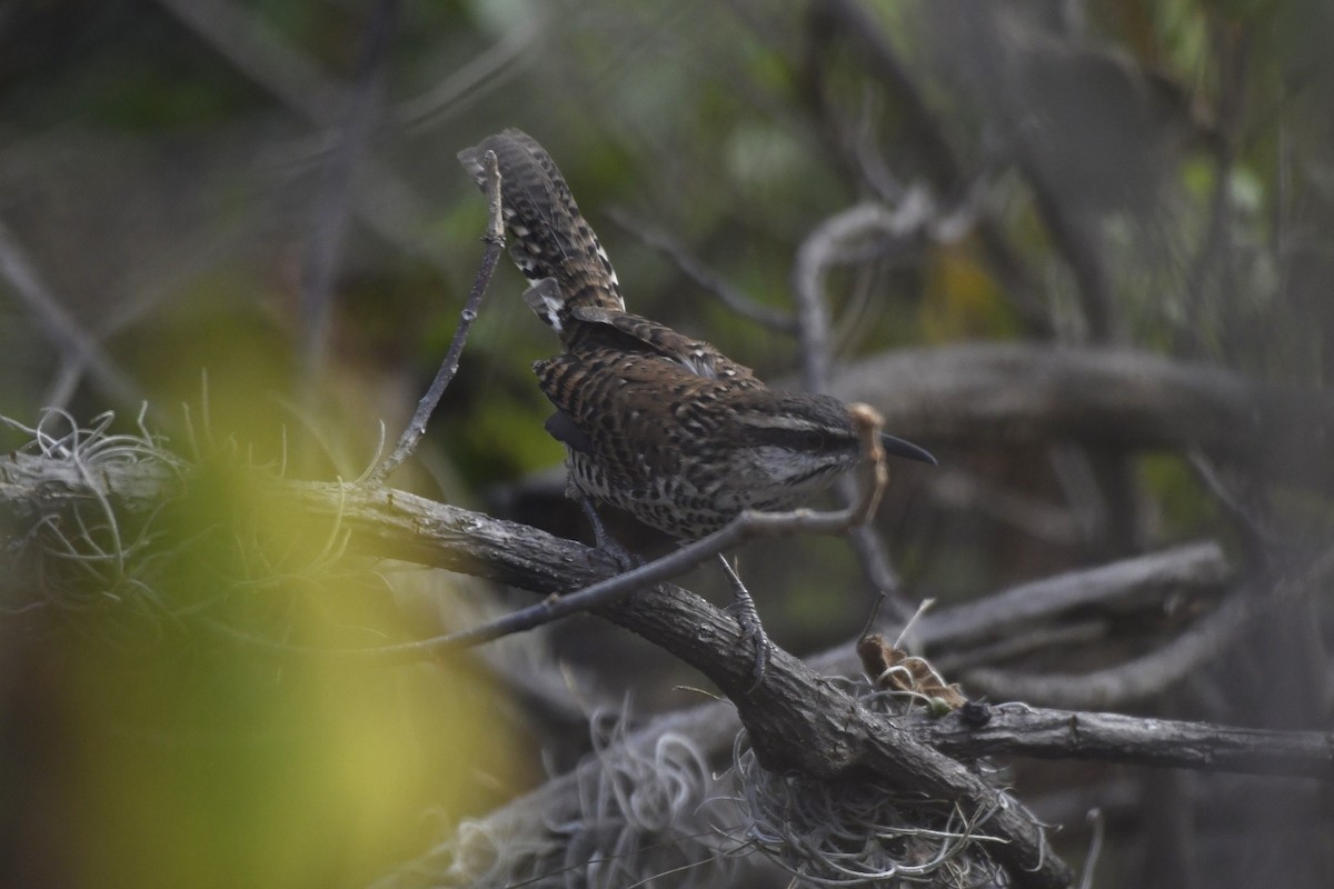 Boucard's Wren - ML646276348