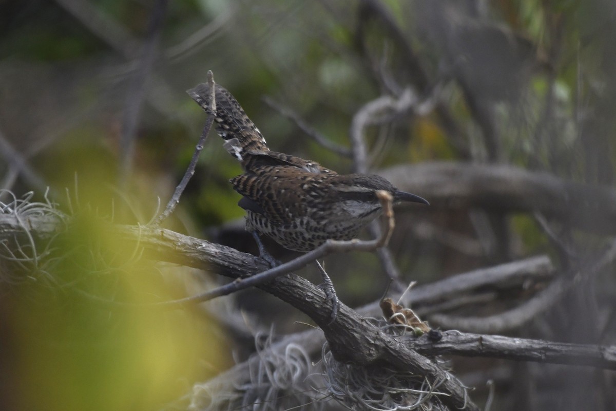 Boucard's Wren - ML646276349