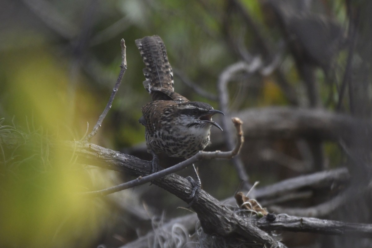 Boucard's Wren - ML646276350