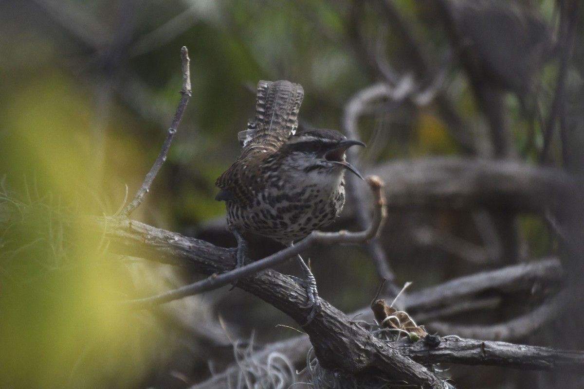 Boucard's Wren - ML646276351