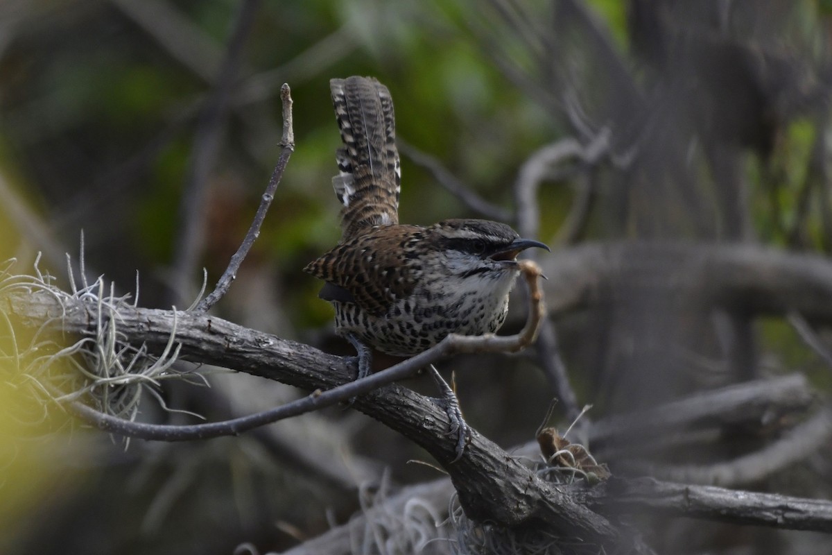 Boucard's Wren - ML646276352