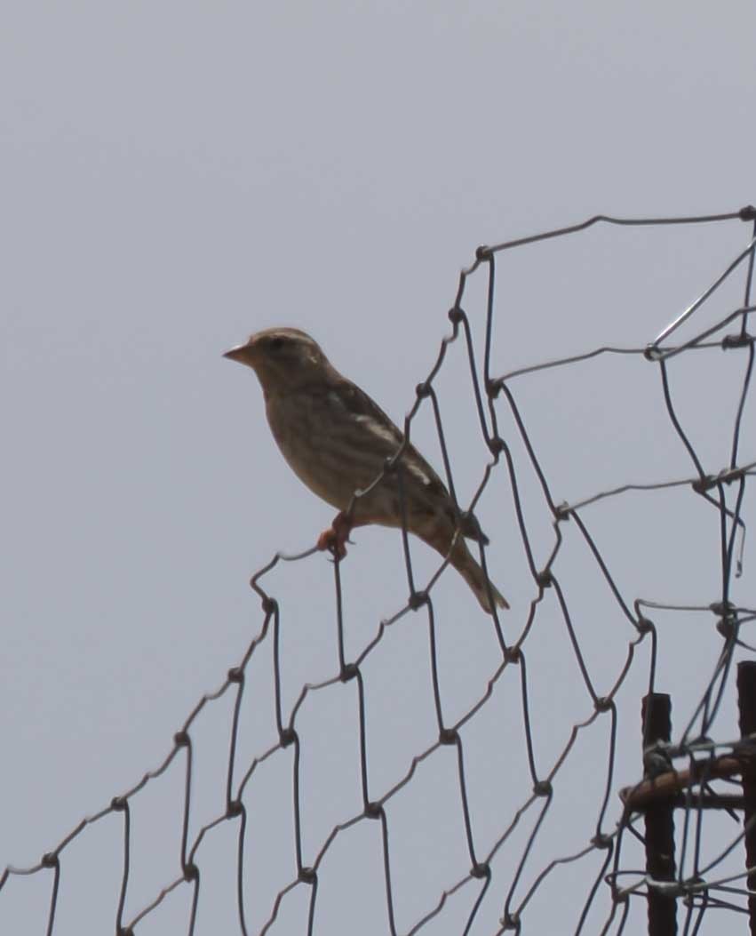 דרור הבית - ML646276354