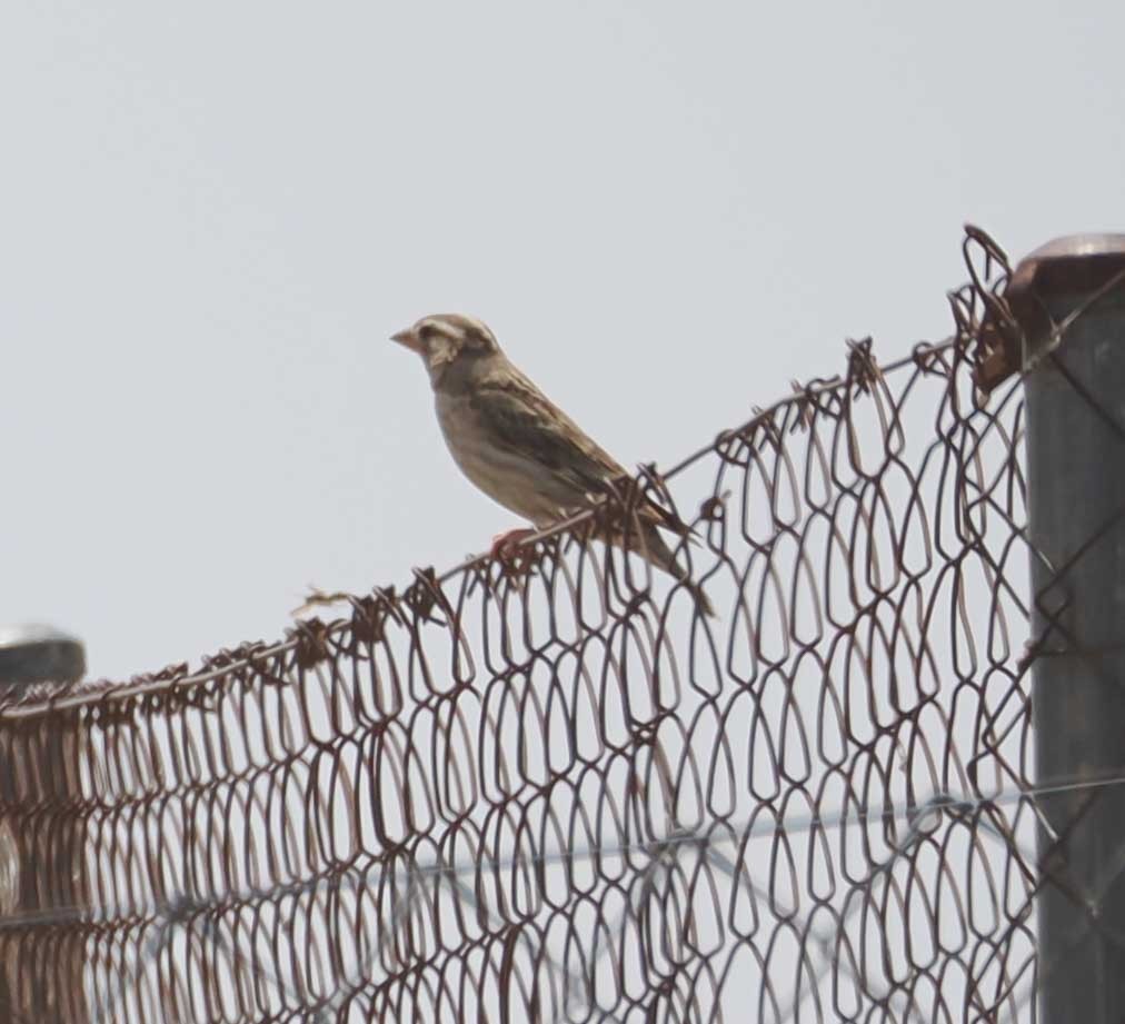 בארית הרים - ML646276355