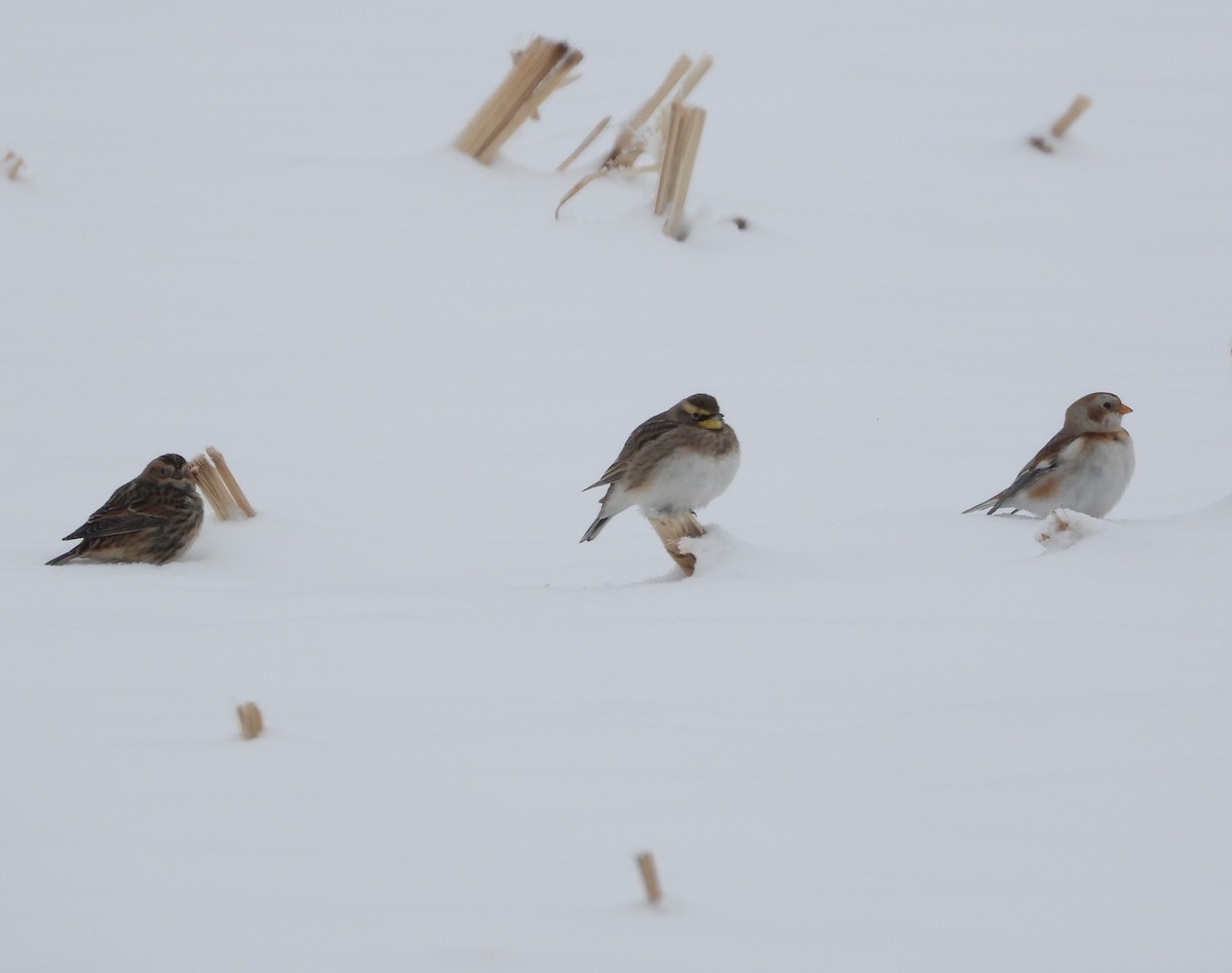 צחיחנית חרמון - ML646276356