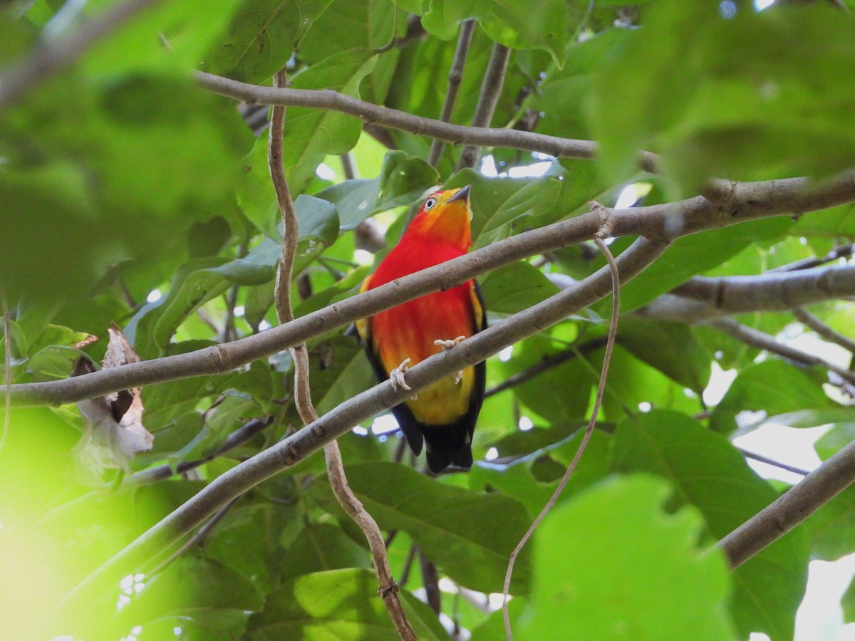 Band-tailed Manakin - ML646276357