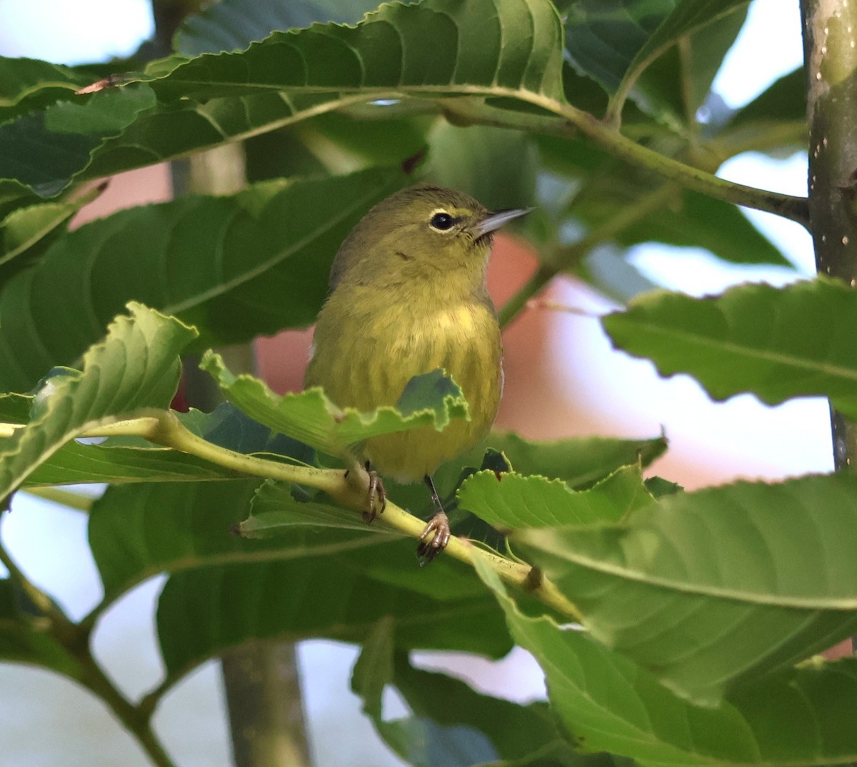 Orange-crowned Warbler - ML646276358