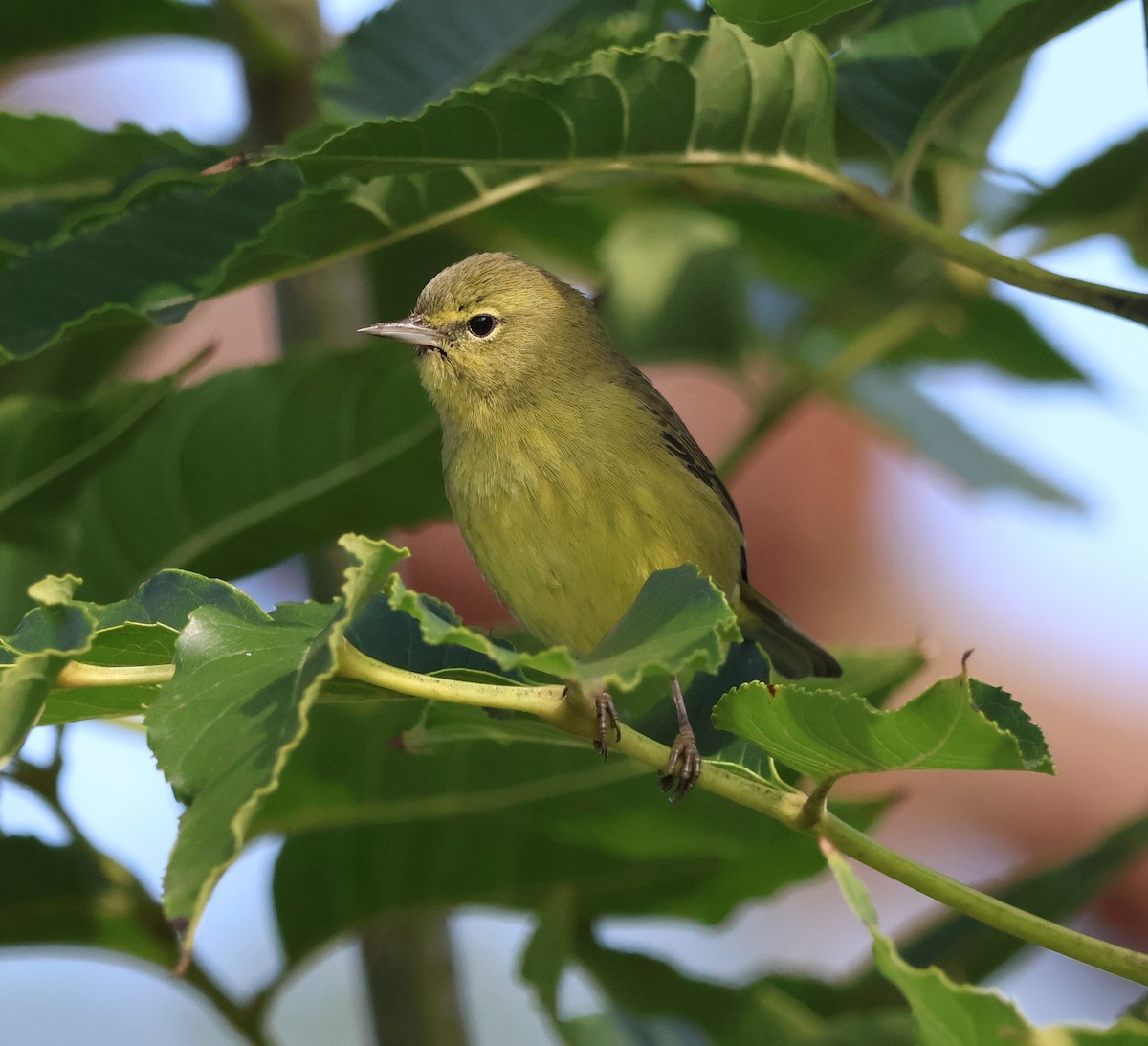 Orange-crowned Warbler - ML646276359