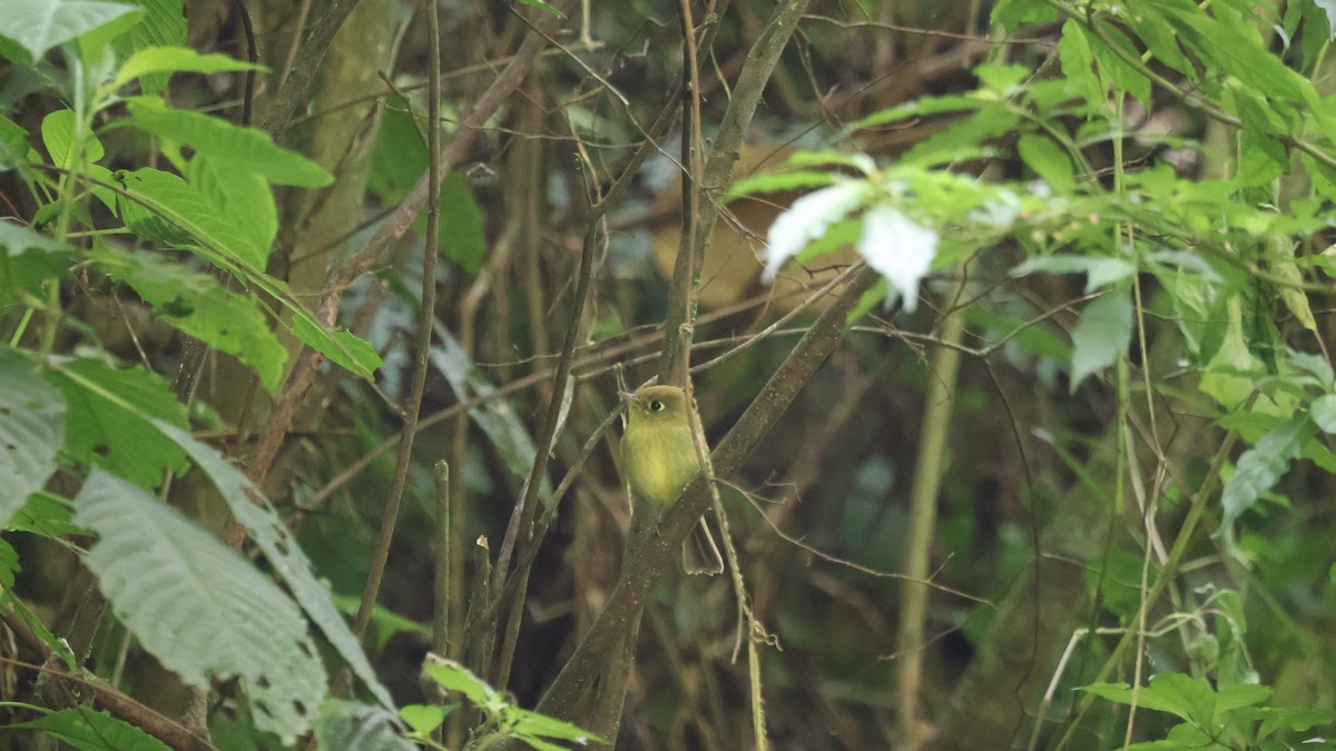 Yellowish Flycatcher - ML646276360