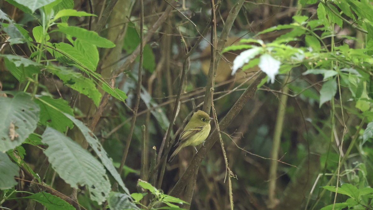 Yellowish Flycatcher - ML646276361