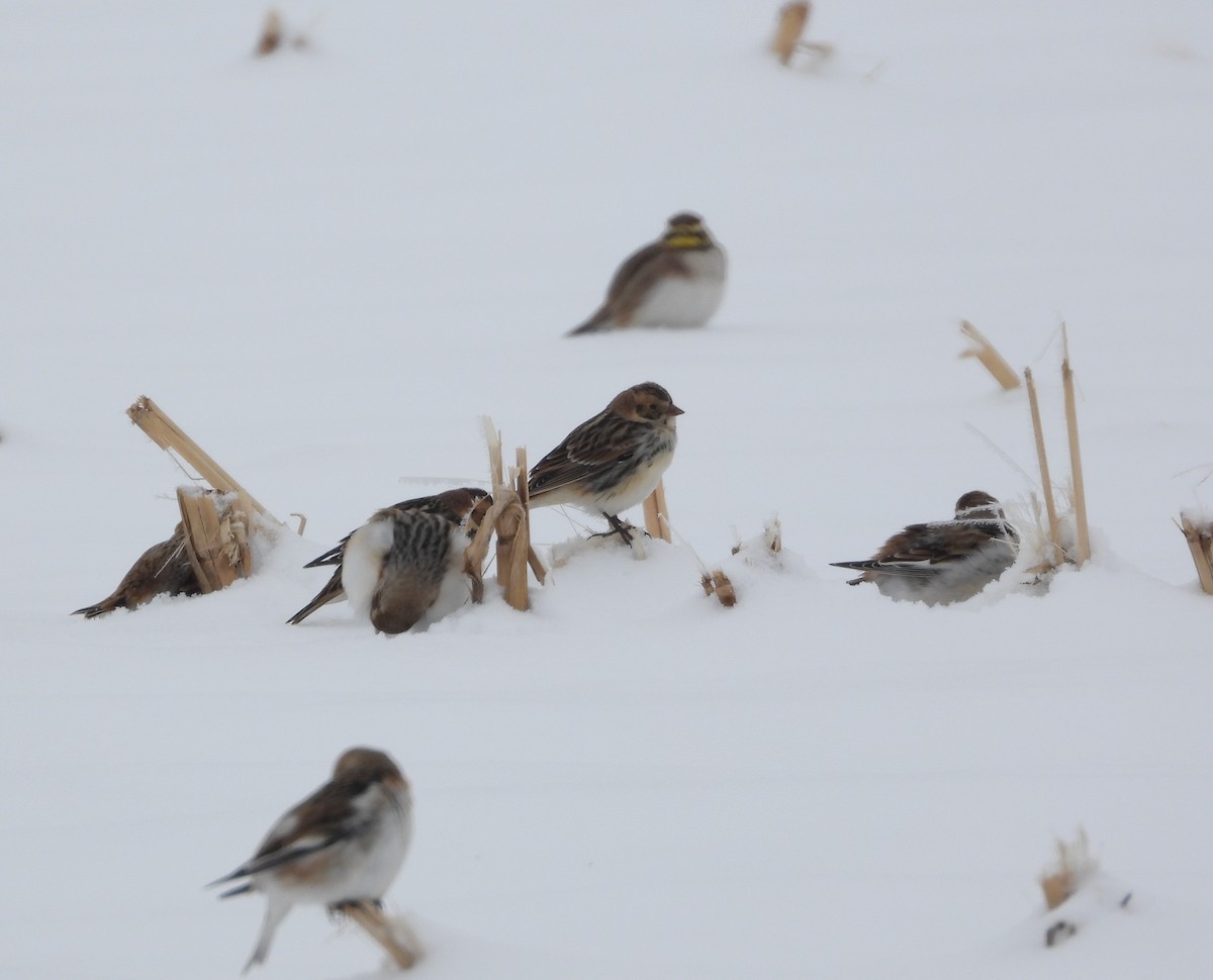 Lapland Longspur - ML646276369