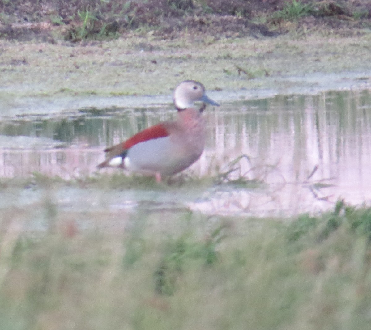 Ringed Teal - ML646276370
