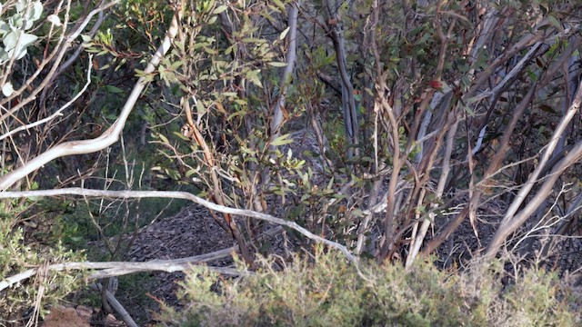 tabon holubí - ML646276371