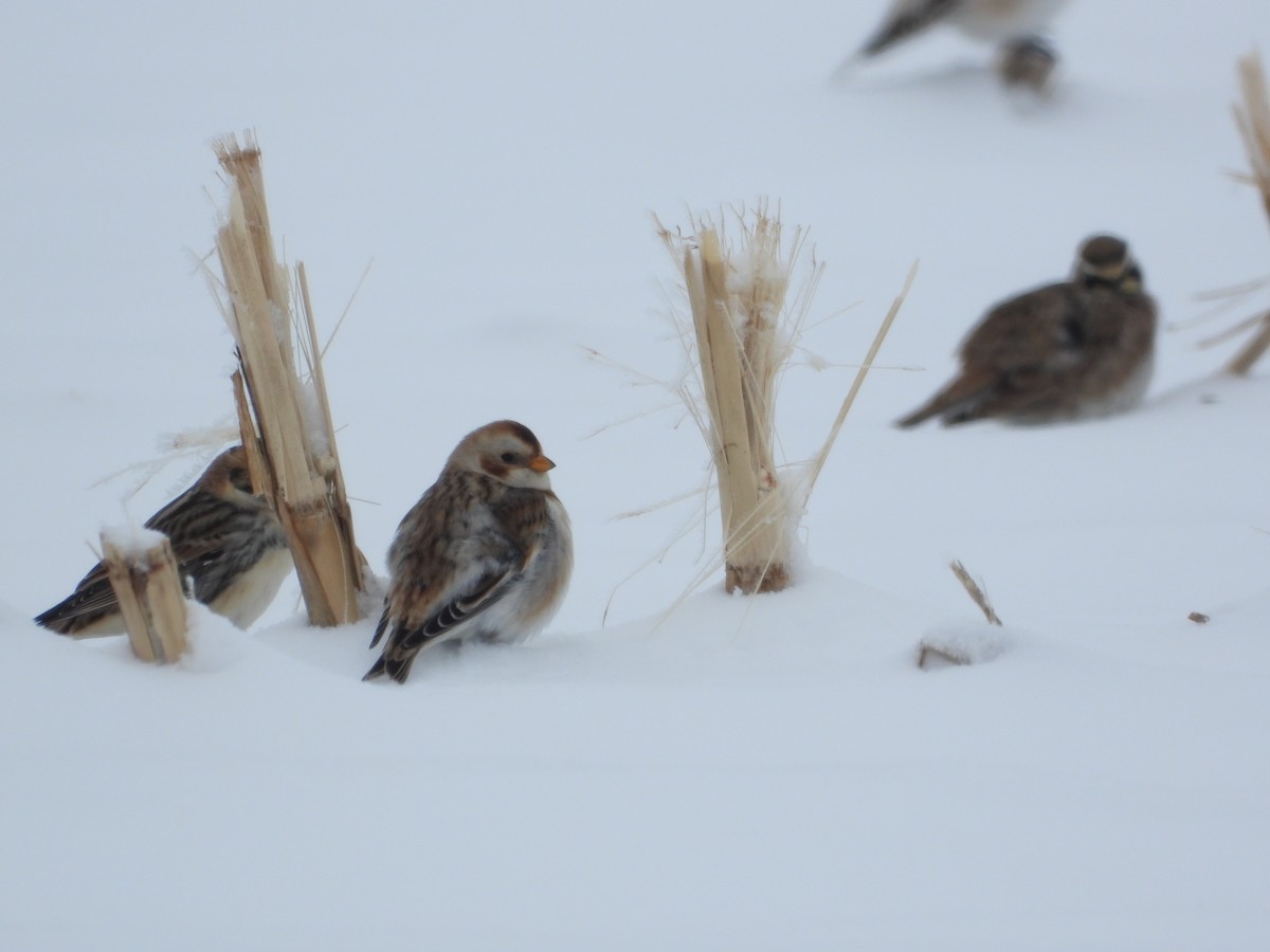 Snow Bunting - ML646276372