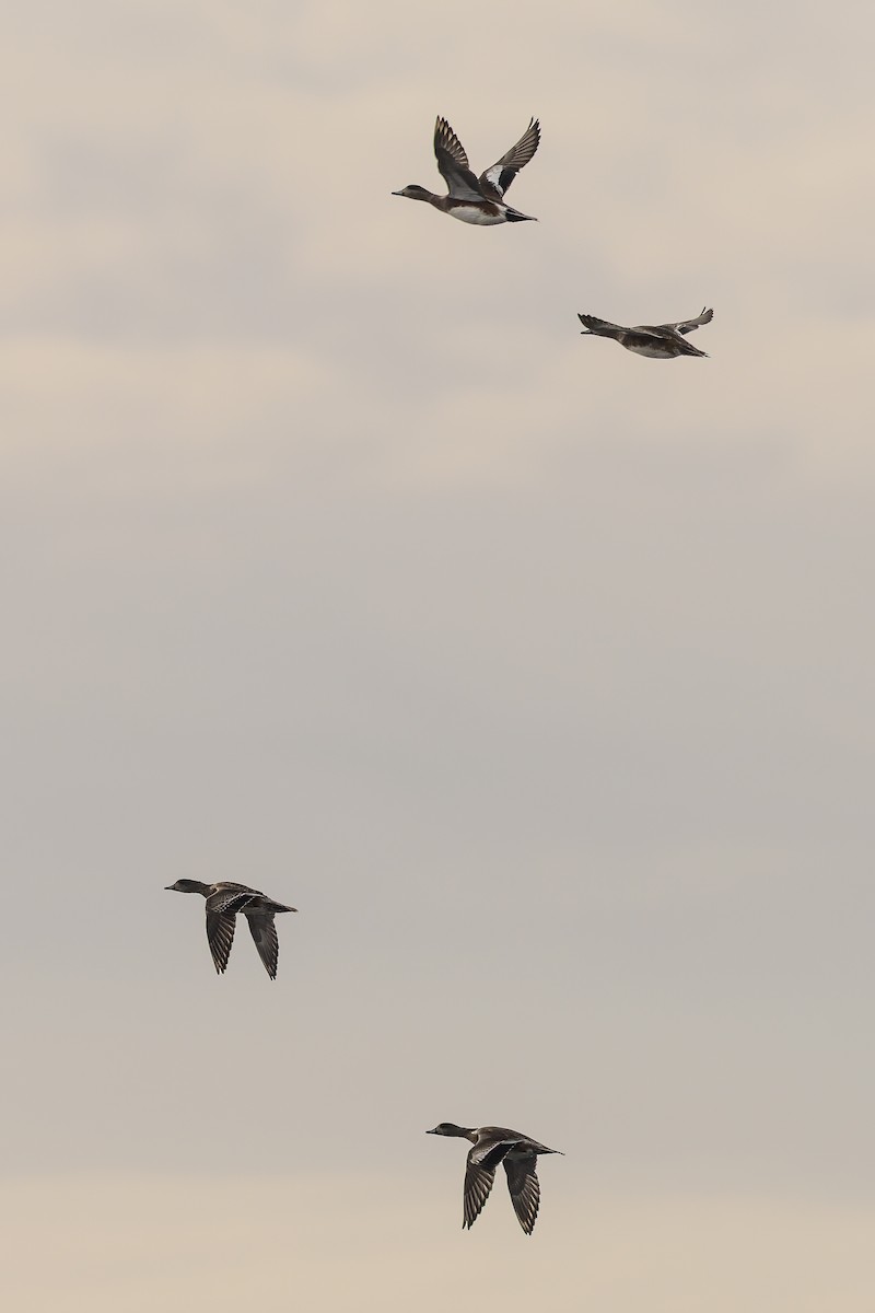 Fischione americano - ML646276373