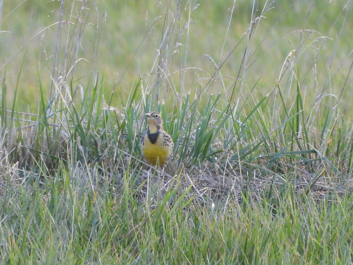 Western Meadowlark - ML646276374