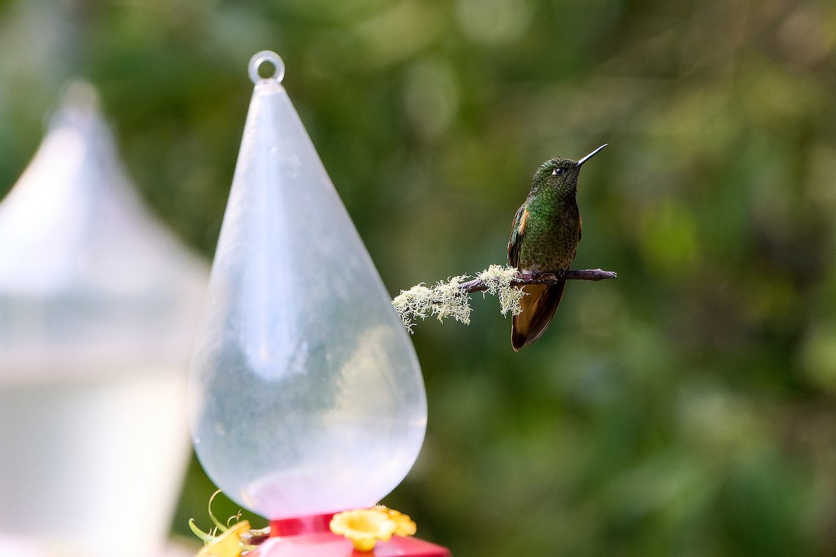 Buff-tailed Coronet - ML646276377