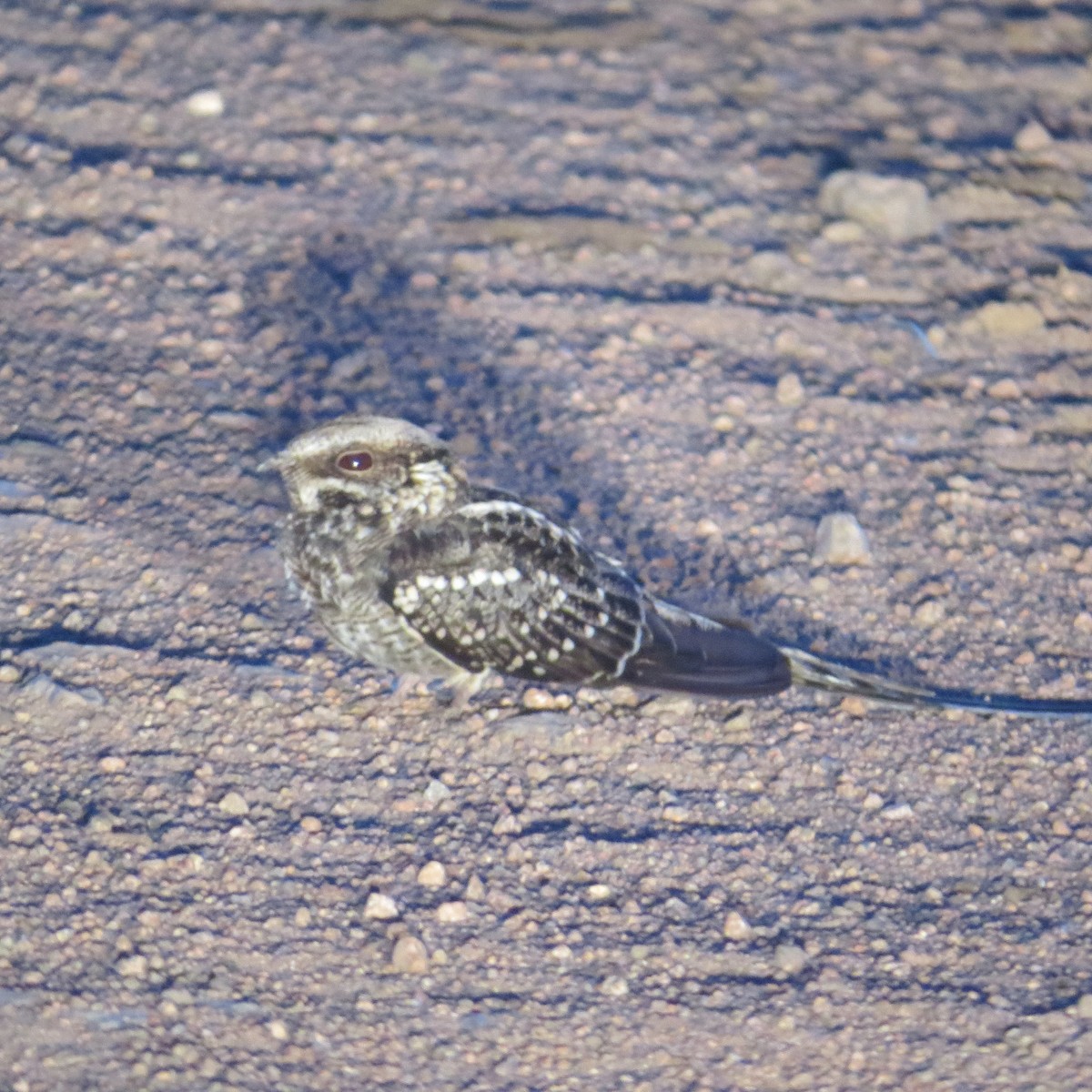 lelek nůžkoocasý - ML646276383