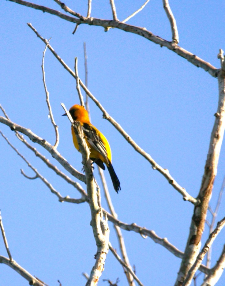 Orange Oriole - ML646276387