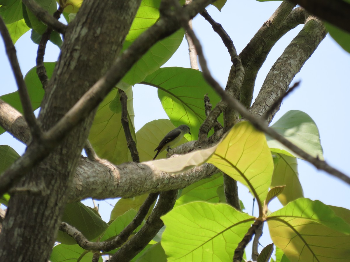 Small Minivet - ML646276391