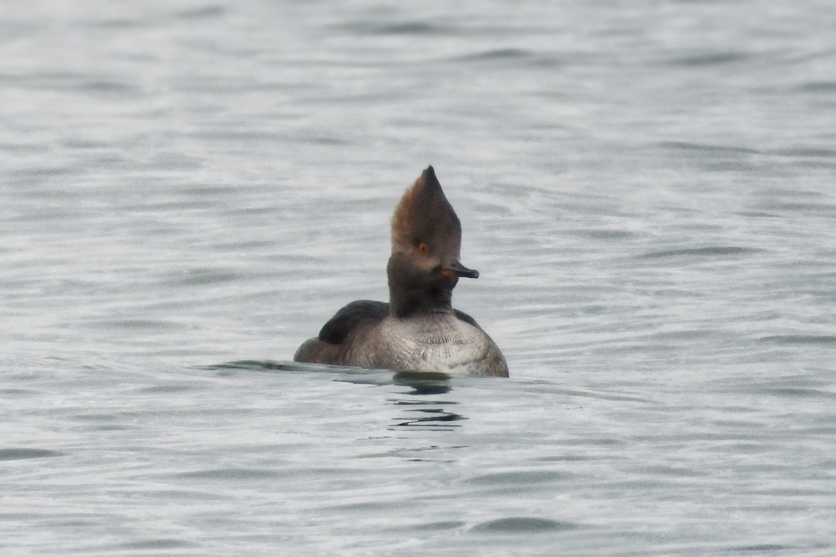 Hooded Merganser - ML646276395