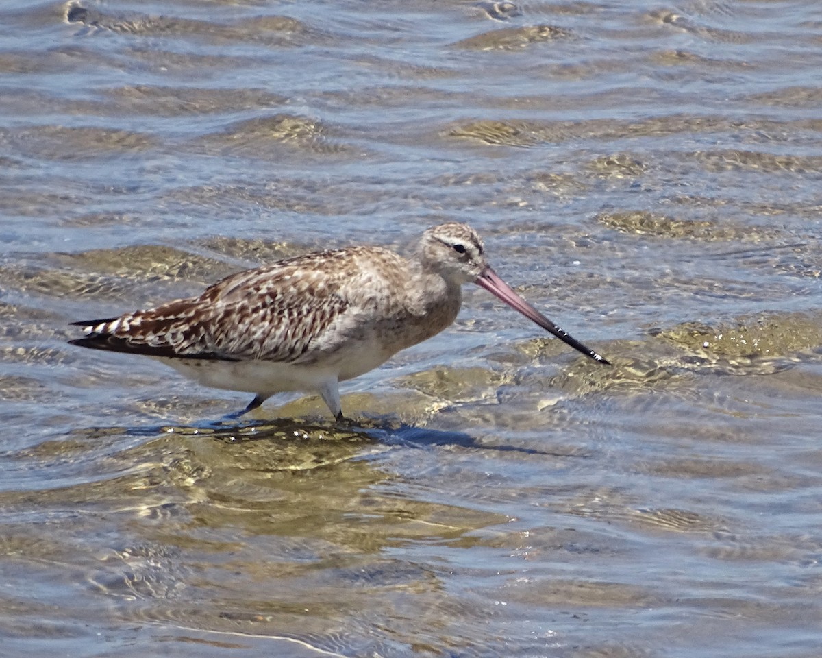 Bar-tailed Godwit - ML646276397