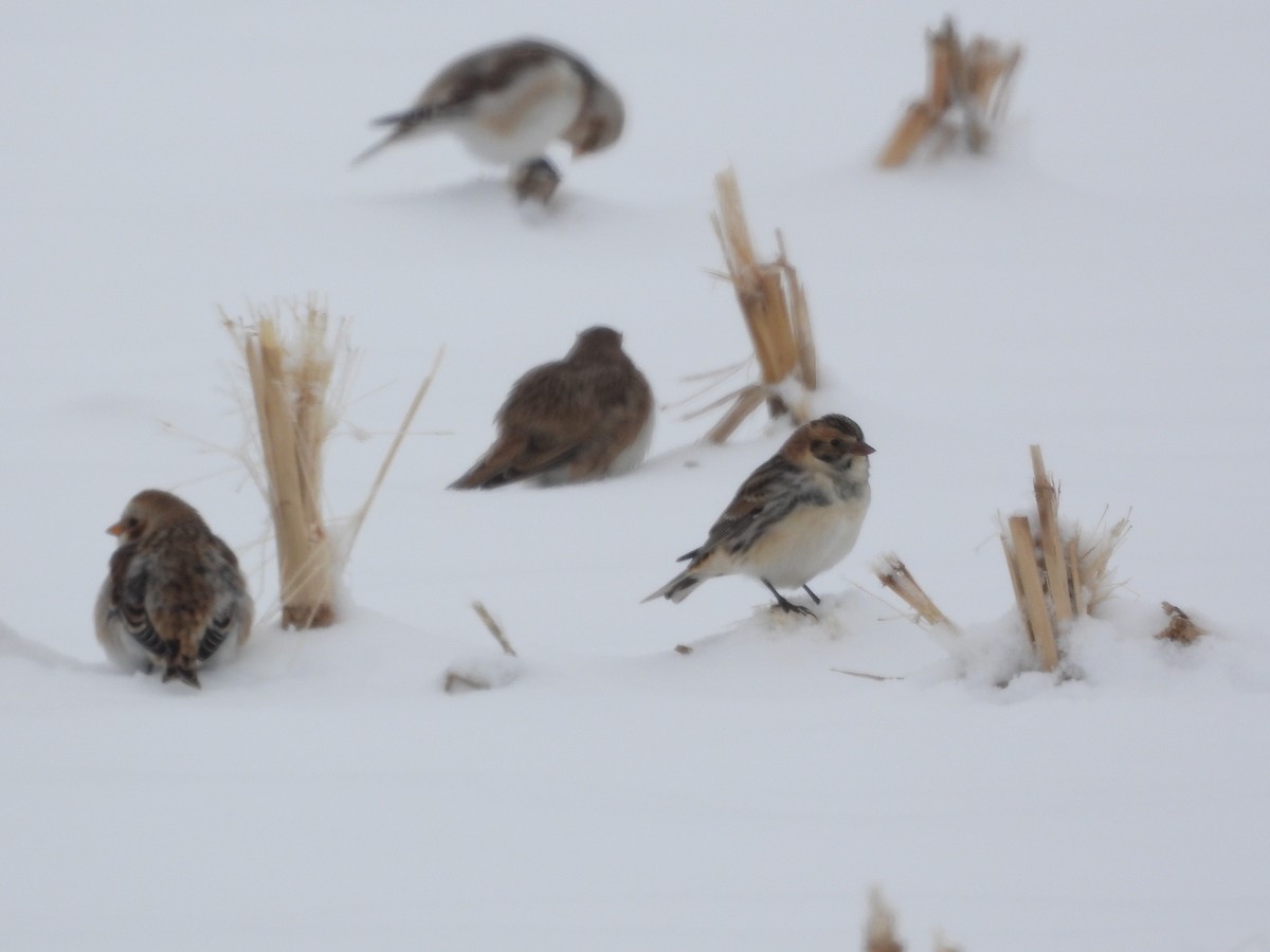 Lapland Longspur - ML646276398