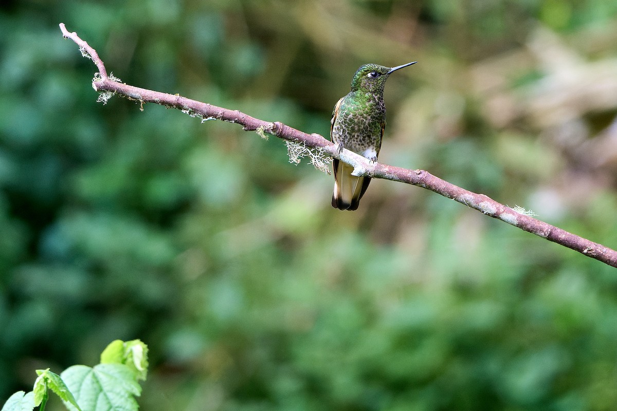 Buff-tailed Coronet - ML646276401