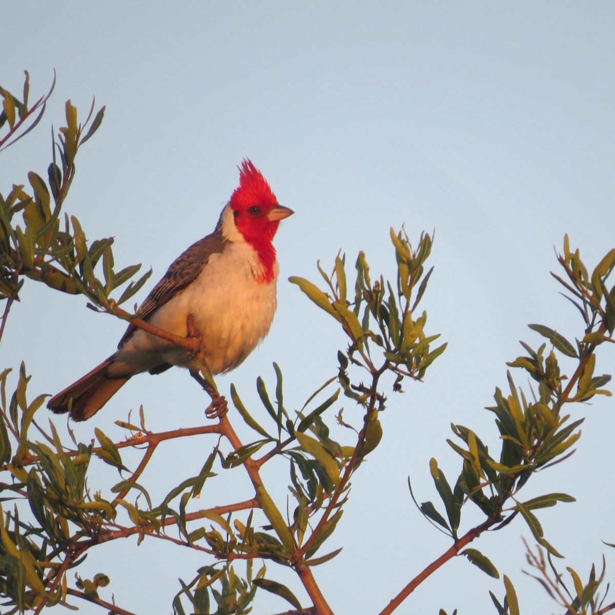 Red-crested Cardinal - ML646276402