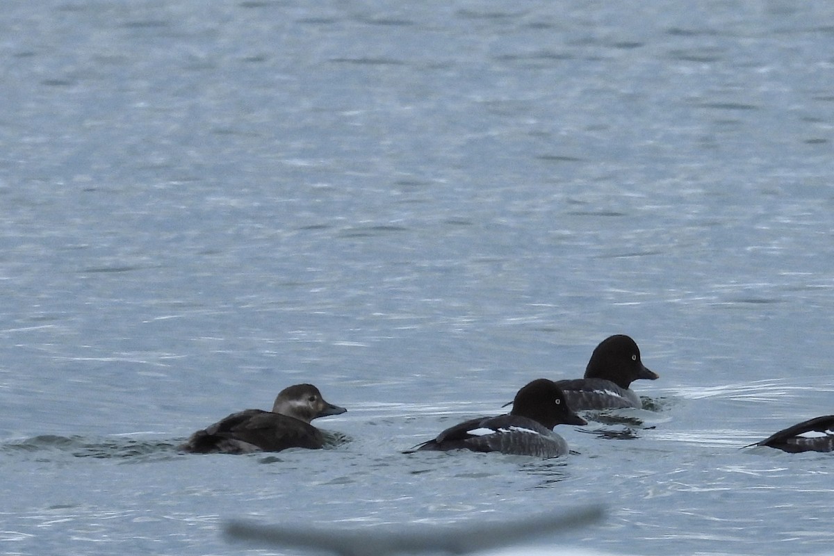 Long-tailed Duck - ML646276404