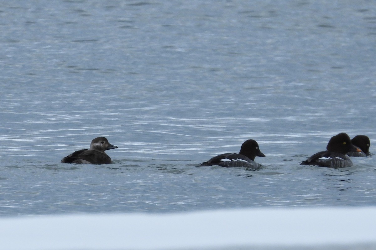Long-tailed Duck - ML646276405