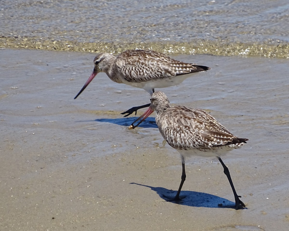 Bar-tailed Godwit - ML646276408