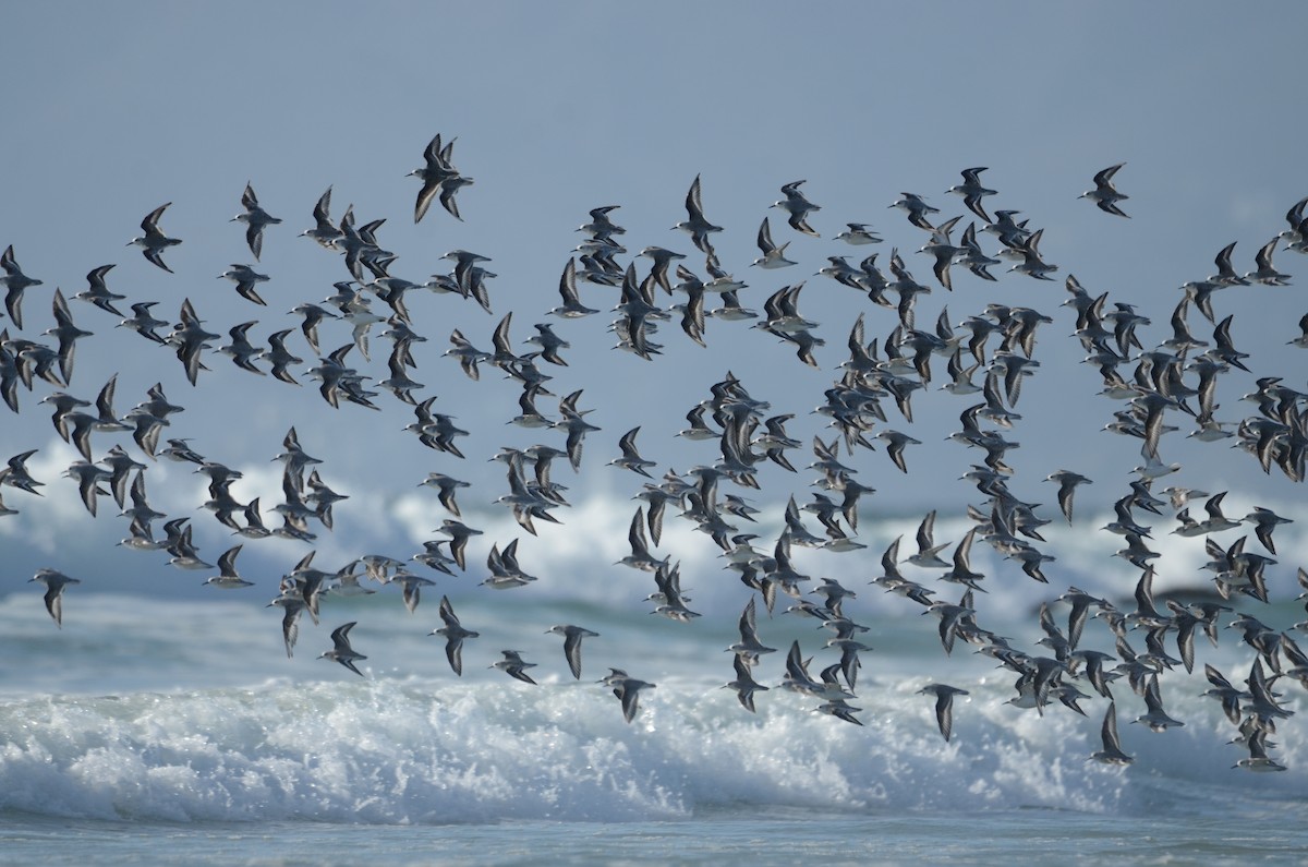 Sanderling - ML646276409