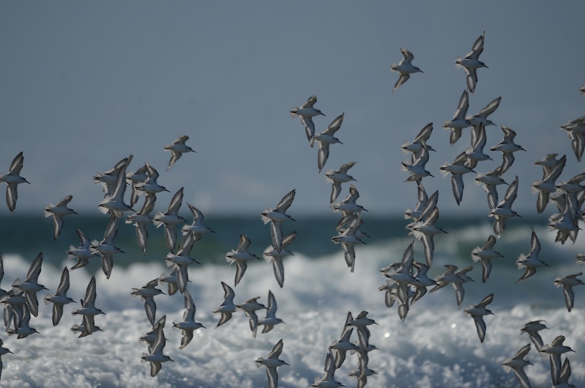 Sanderling - ML646276410