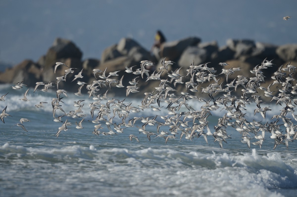 Sanderling - ML646276411