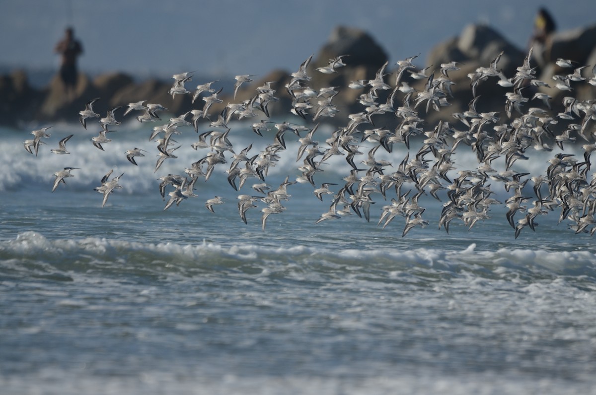 Sanderling - ML646276412