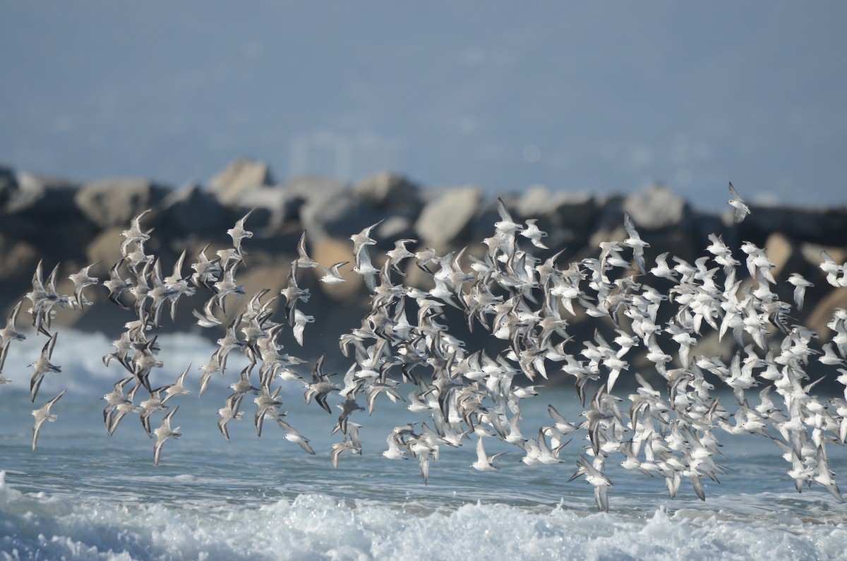 Sanderling - ML646276413