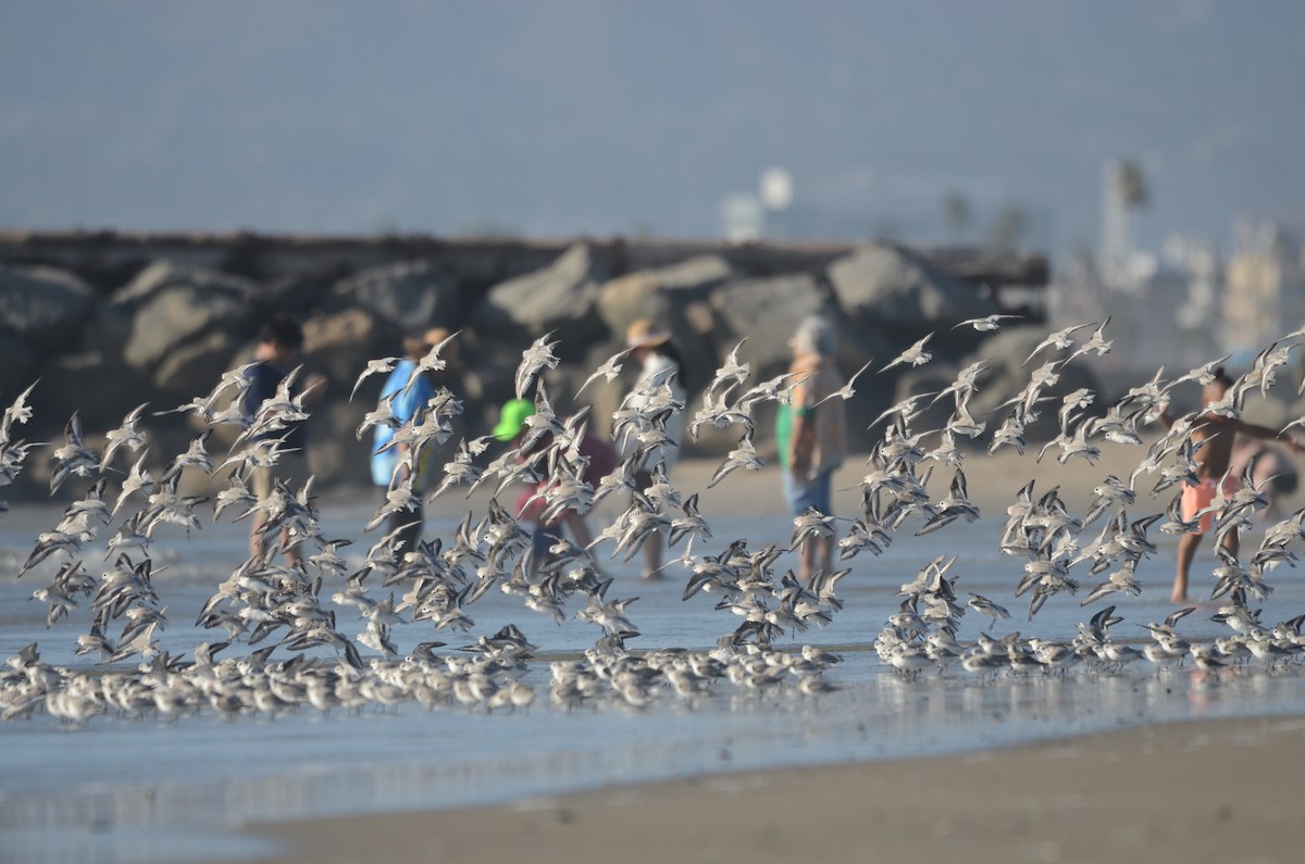 Sanderling - ML646276414