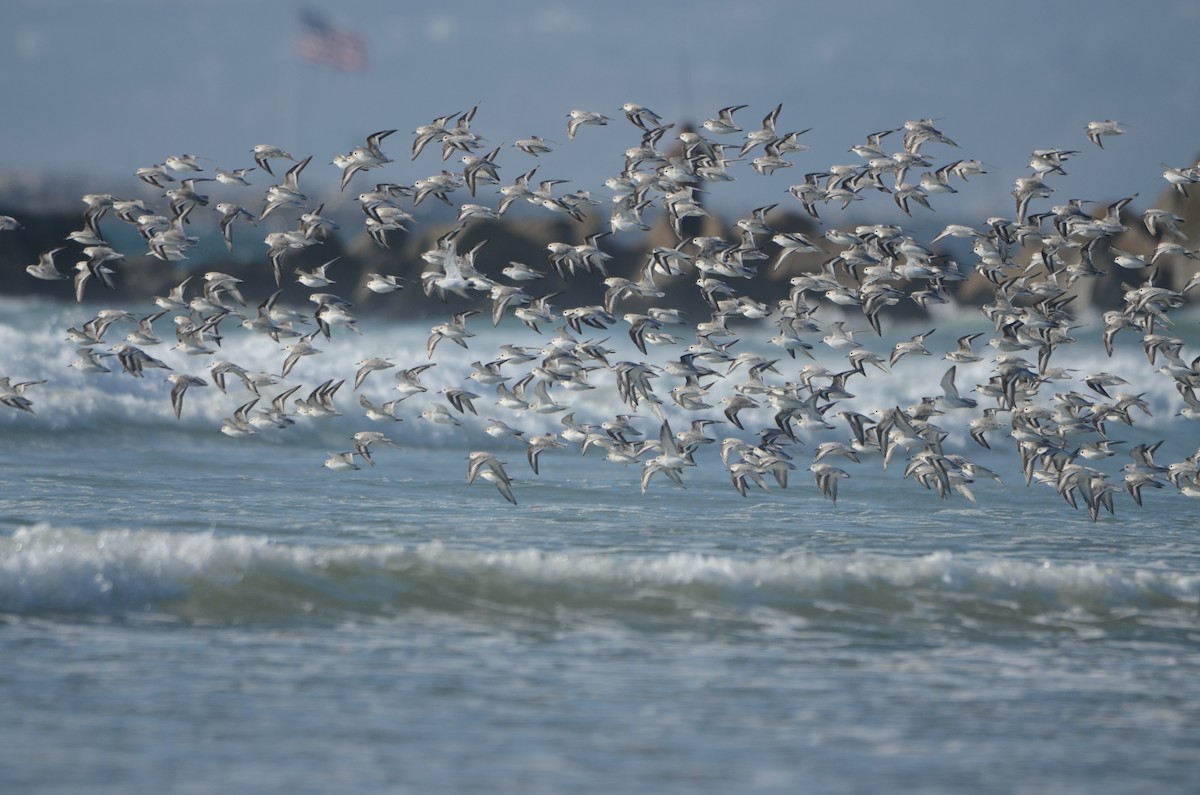 Sanderling - ML646276415