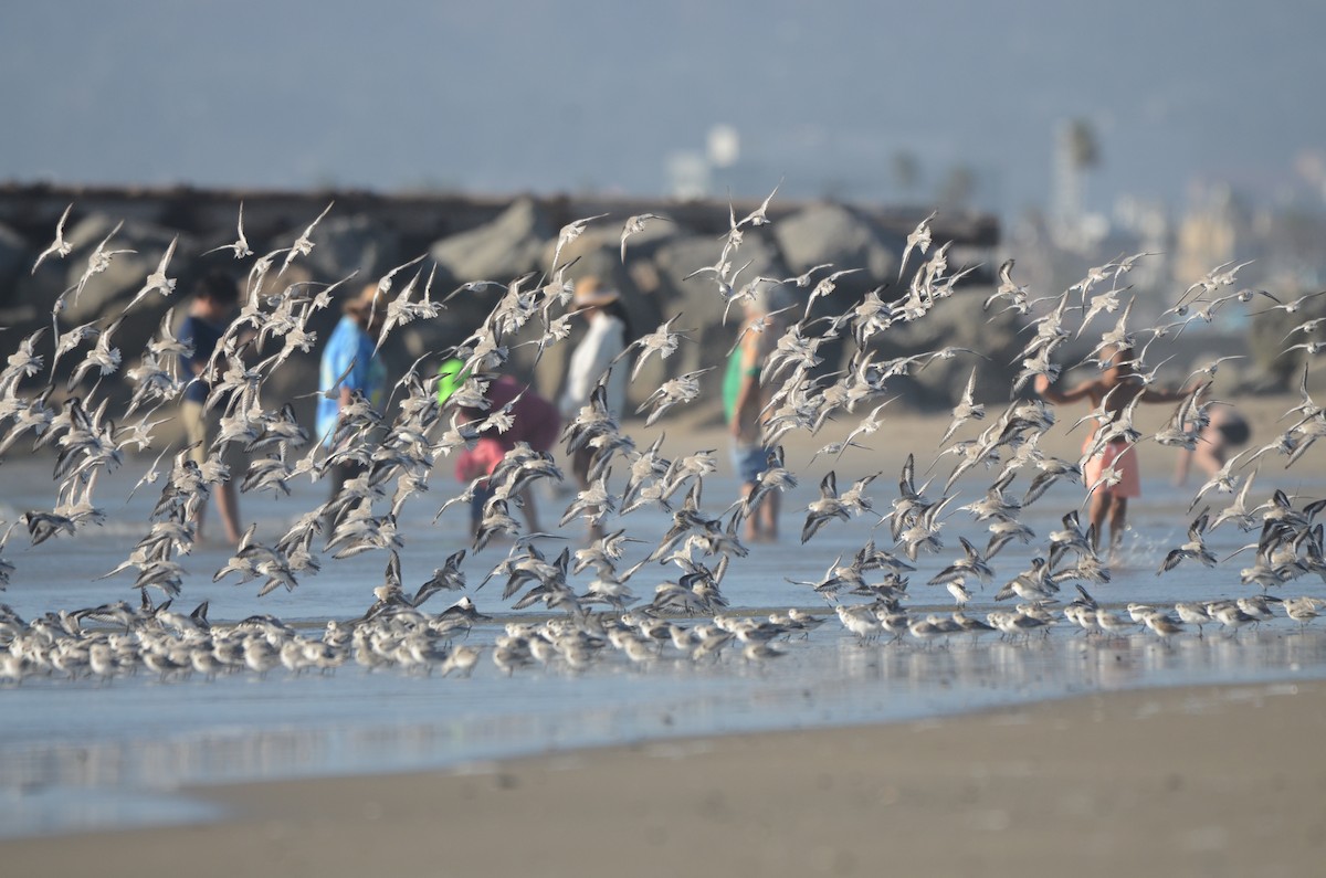 Sanderling - ML646276416