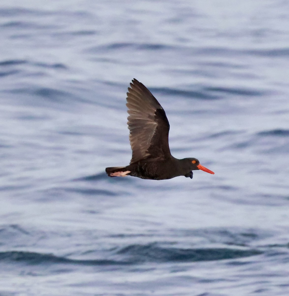Black Oystercatcher - ML646276417