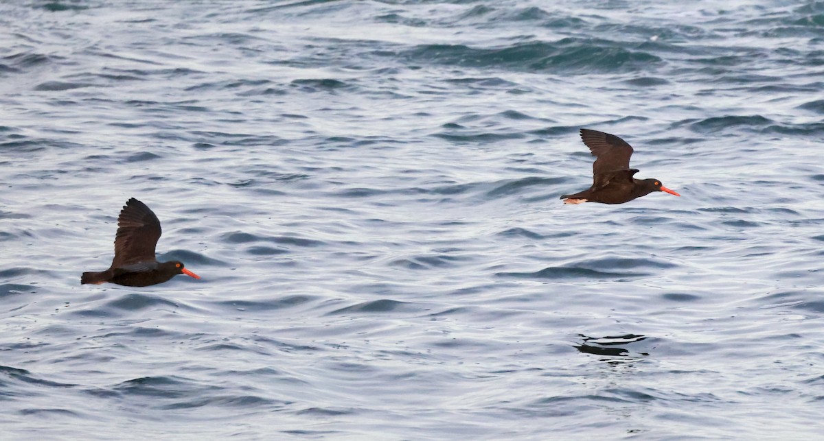 Black Oystercatcher - ML646276418