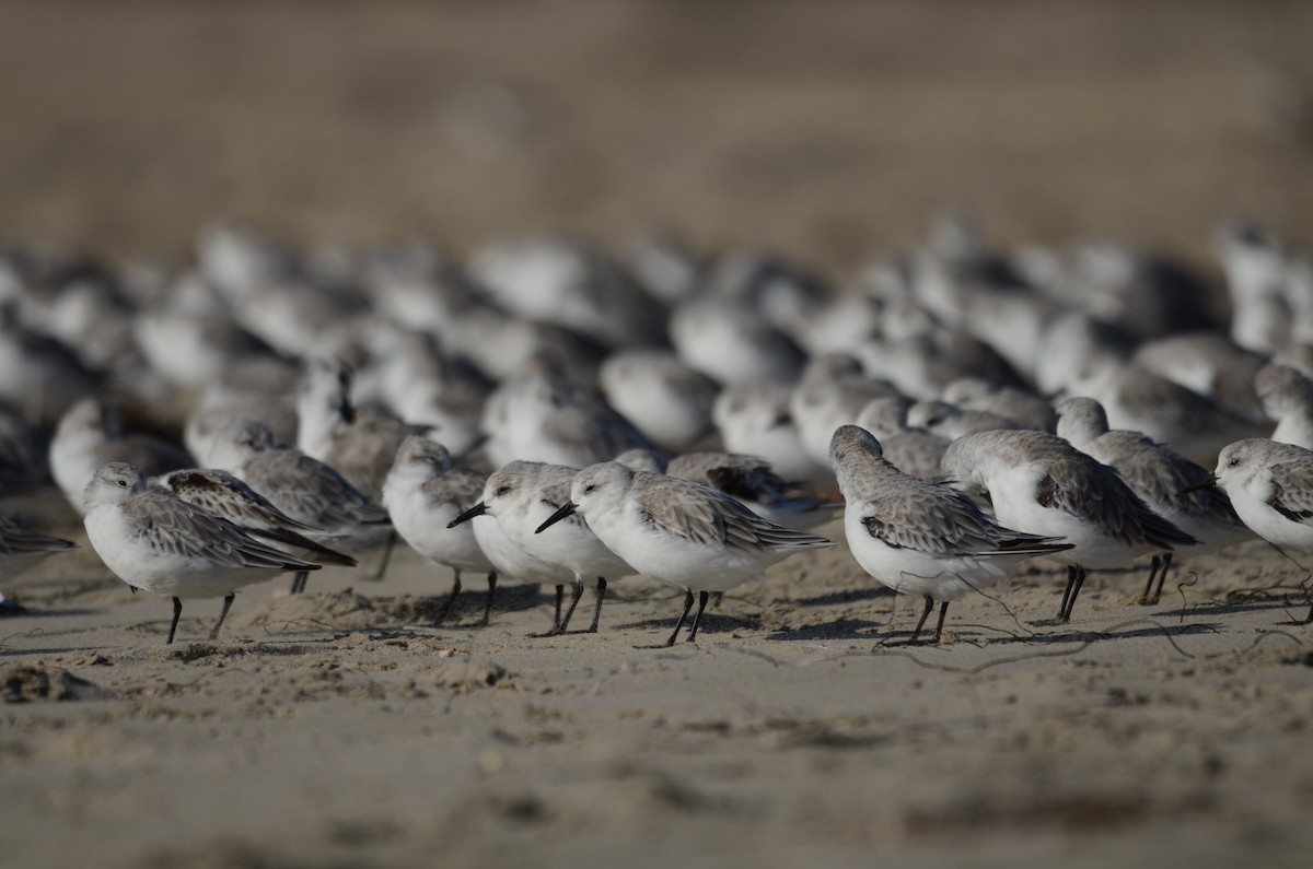 Sanderling - ML646276420