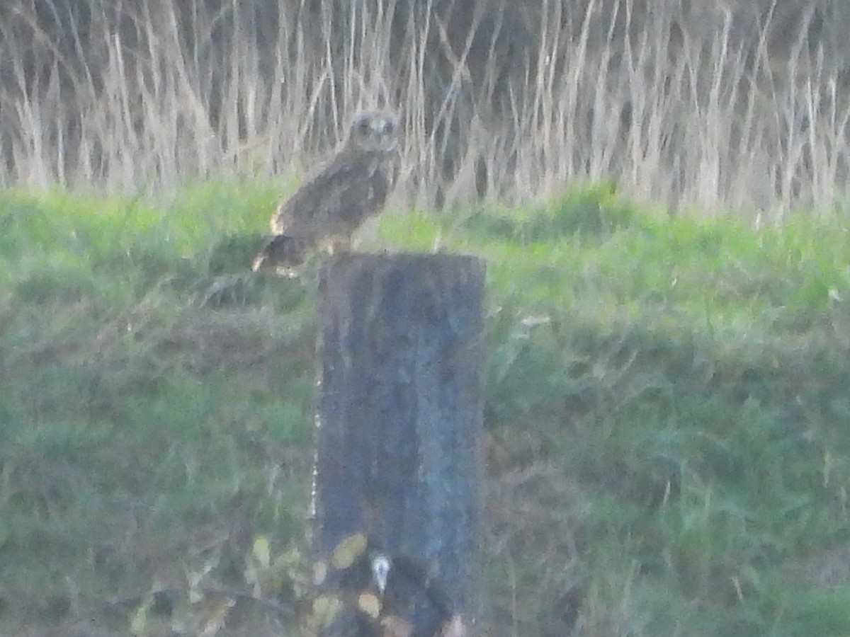 Short-eared Owl - ML646276421