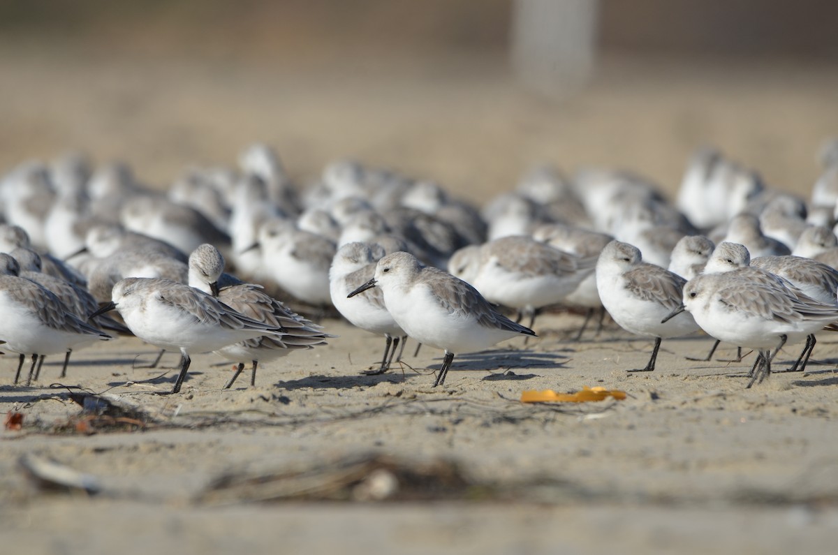 Sanderling - ML646276422