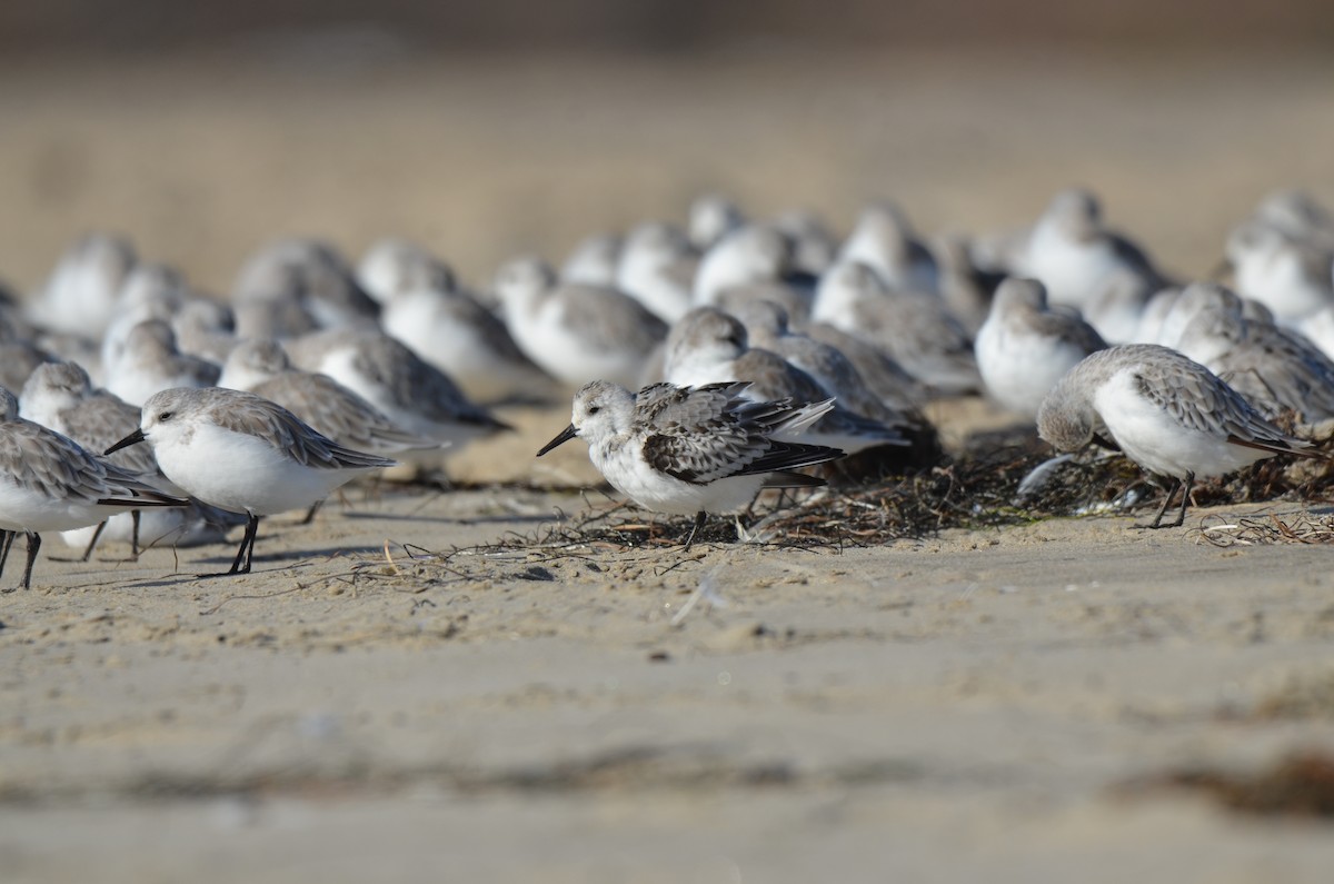 Sanderling - ML646276424