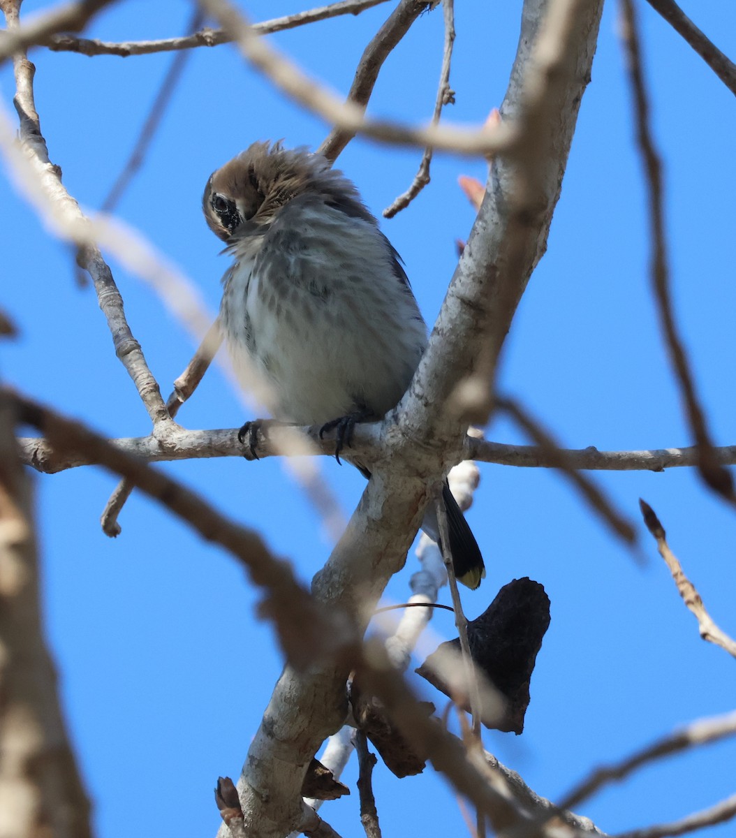 Cedar Waxwing - ML646276426