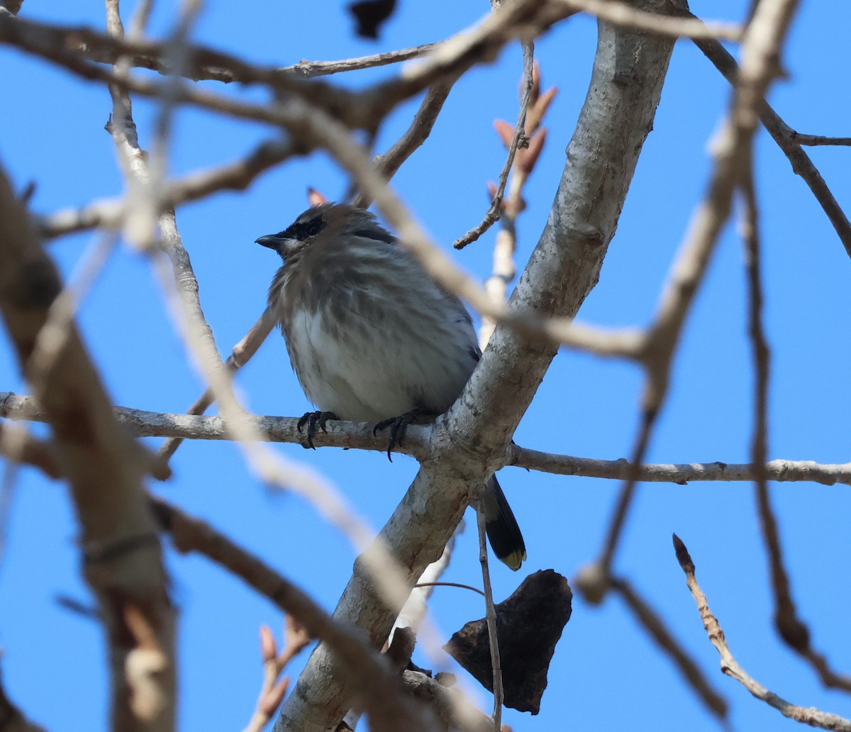 Cedar Waxwing - ML646276427
