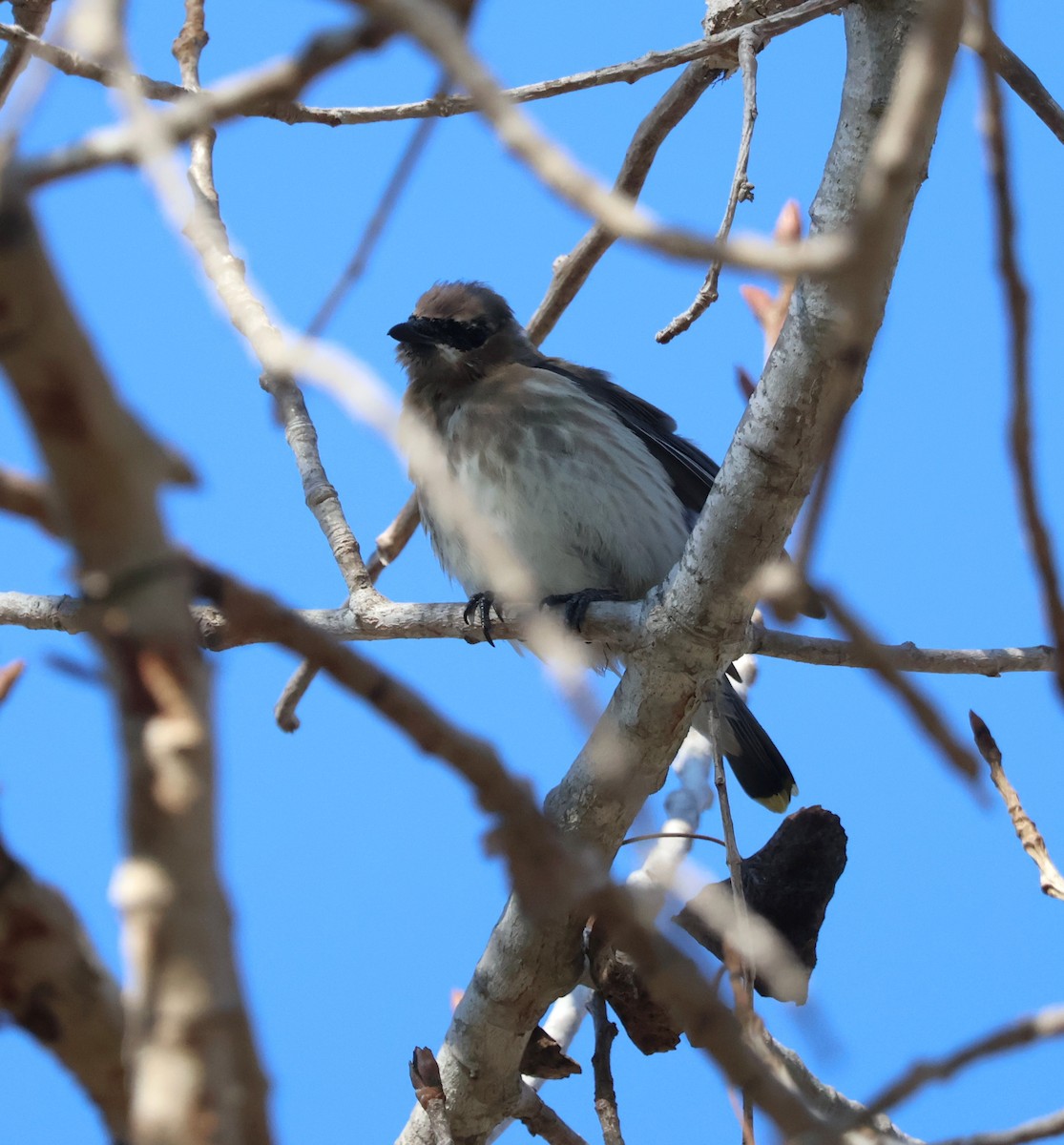 Cedar Waxwing - ML646276428